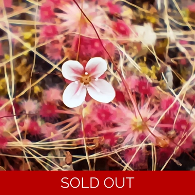 Drosera pygmaea East of AU, 10+ gemmae